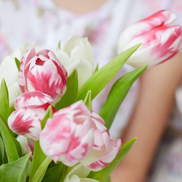 Tulipes contre le cancer 2022