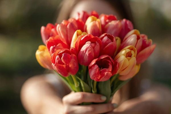 Bouquet de tulipes dans les mains d'une femme